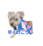 ヨークシャーテリアTom（個別スタンプ：9）