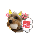 ヨークシャーテリアTom（個別スタンプ：15）