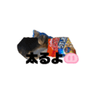 ヨークシャーテリアTom（個別スタンプ：16）