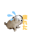 ヨークシャーテリアTom（個別スタンプ：21）