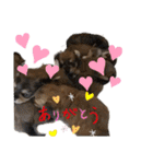 ヨークシャーテリアTom（個別スタンプ：23）