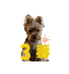 ヨークシャーテリアTom（個別スタンプ：26）