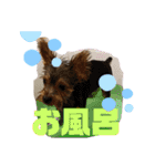 ヨークシャーテリアTom（個別スタンプ：31）
