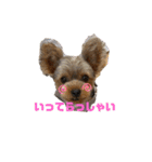 ヨークシャーテリアTom（個別スタンプ：32）