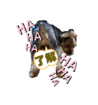 ヨークシャーテリアTom（個別スタンプ：34）