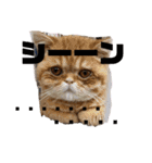 ヨークシャーテリアTom（個別スタンプ：35）