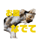 ヨークシャーテリアTom（個別スタンプ：37）