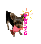 ヨークシャーテリアTom（個別スタンプ：39）