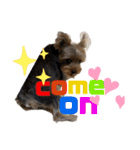 ヨークシャーテリアTom（個別スタンプ：40）