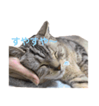 うちのにゃーさん…『てんちゃん②』（個別スタンプ：4）