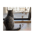 うちのにゃーさん…『てんちゃん②』（個別スタンプ：10）
