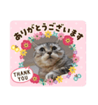 うちのにゃーさん…『てんちゃん②』（個別スタンプ：12）