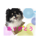 ポメラニアンのこまち①（個別スタンプ：2）