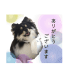 ポメラニアンのこまち①（個別スタンプ：3）