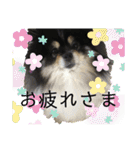 ポメラニアンのこまち①（個別スタンプ：4）