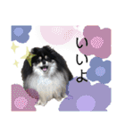 ポメラニアンのこまち①（個別スタンプ：8）