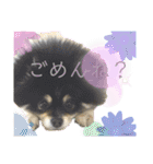 ポメラニアンのこまち①（個別スタンプ：11）