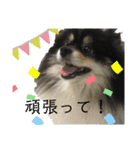 ポメラニアンのこまち①（個別スタンプ：16）