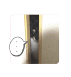 ポメラニアンのこまち①（個別スタンプ：20）