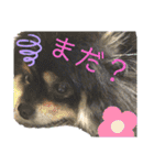 ポメラニアンのこまち①（個別スタンプ：21）