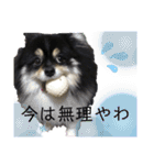 ポメラニアンのこまち①（個別スタンプ：29）