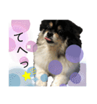 ポメラニアンのこまち①（個別スタンプ：30）