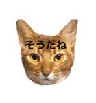 にゃおーんなスタンプ2（個別スタンプ：5）