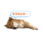 柴犬マリンお嬢様 1（個別スタンプ：4）