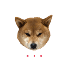 柴犬マリンお嬢様 1（個別スタンプ：5）