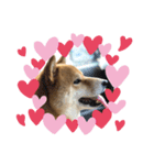 柴犬マリンお嬢様 1（個別スタンプ：7）