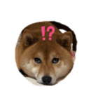 柴犬マリンお嬢様 1（個別スタンプ：8）