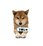 柴犬マリンお嬢様 3（個別スタンプ：1）