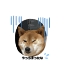 柴犬マリンお嬢様 3（個別スタンプ：3）
