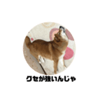 柴犬マリンお嬢様 3（個別スタンプ：5）