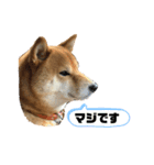柴犬マリンお嬢様 3（個別スタンプ：7）