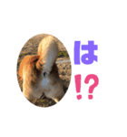 柴犬マリンお嬢様 3（個別スタンプ：8）