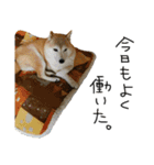 我が家のわんにゃん日常会話（個別スタンプ：4）