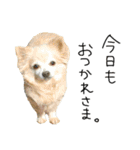 我が家のわんにゃん日常会話（個別スタンプ：7）