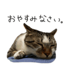 我が家のわんにゃん日常会話（個別スタンプ：8）