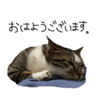 我が家のわんにゃん日常会話（個別スタンプ：9）