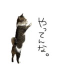 我が家のわんにゃん日常会話（個別スタンプ：11）