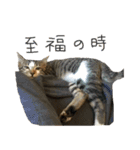 我が家のわんにゃん日常会話（個別スタンプ：15）