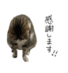我が家のわんにゃん日常会話（個別スタンプ：17）