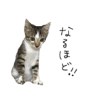 我が家のわんにゃん日常会話（個別スタンプ：20）