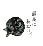 我が家のわんにゃん日常会話（個別スタンプ：24）