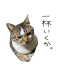 我が家のわんにゃん日常会話（個別スタンプ：26）