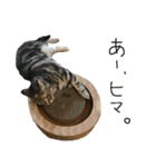 我が家のわんにゃん日常会話（個別スタンプ：29）