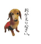 我が家のわんにゃん日常会話（個別スタンプ：32）