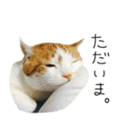 我が家のわんにゃん日常会話（個別スタンプ：37）