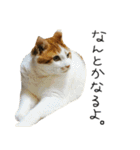 我が家のわんにゃん日常会話（個別スタンプ：38）